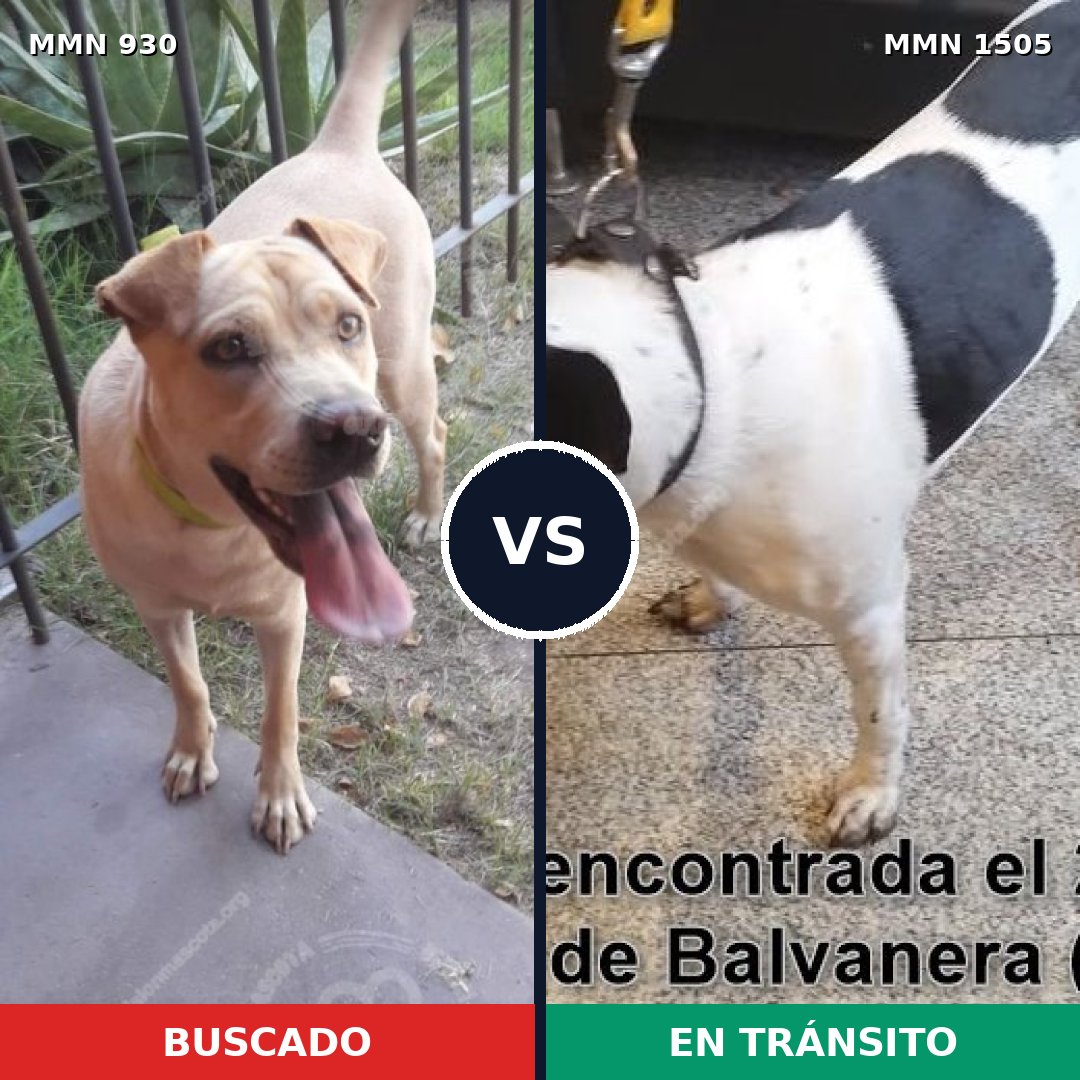Comparativa MMS 27010: mascota perdida y mascota encontrada, 35% de similitud