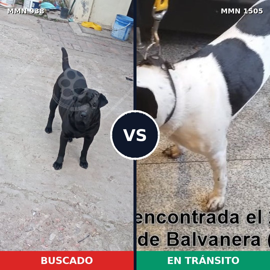 Comparativa MMS 27011: mascota perdida y mascota encontrada, 54% de similitud