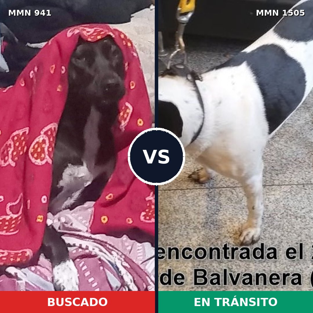 Comparativa MMS 27012: mascota perdida y mascota encontrada, 69% de similitud