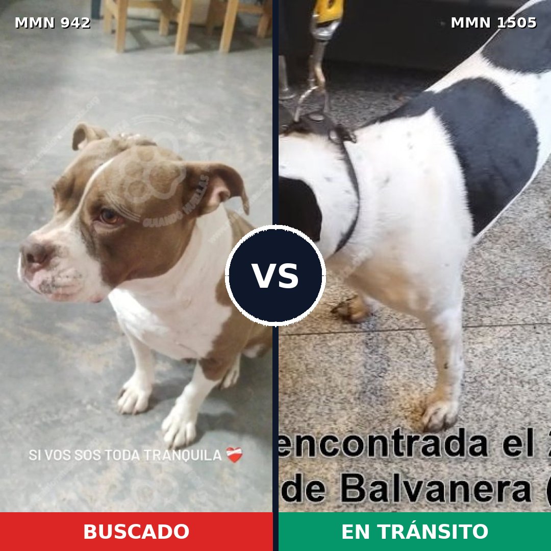 Comparativa MMS 27013: mascota perdida y mascota encontrada, 46% de similitud