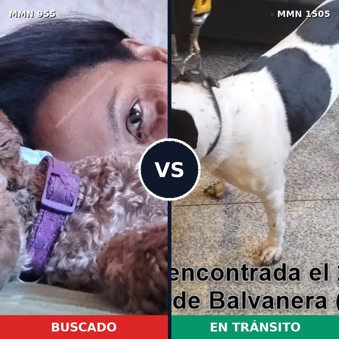 Comparativa MMS 27015: mascota perdida y mascota encontrada, 39% de similitud