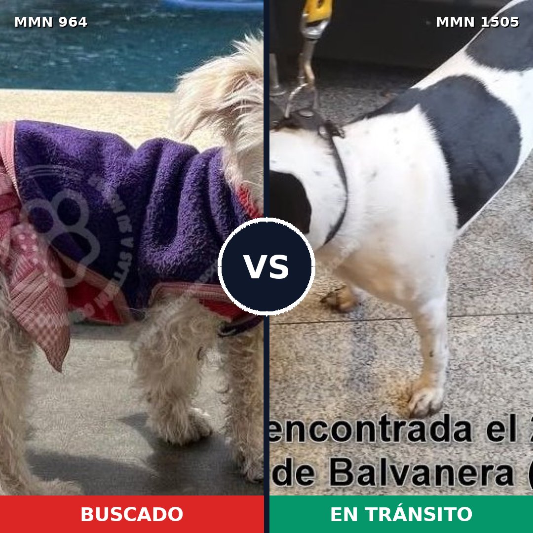 Comparativa MMS 27017: mascota perdida y mascota encontrada, 45% de similitud
