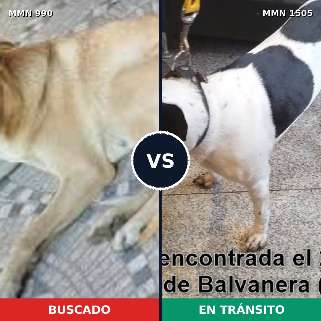 Comparativa MMS 27022: mascota perdida y mascota encontrada, 75% de similitud
