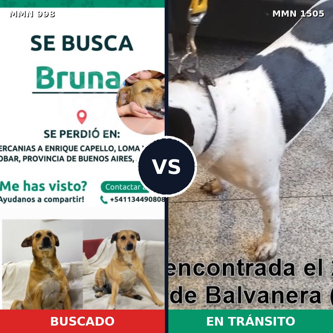 Comparativa MMS 27023: mascota perdida y mascota encontrada, 51% de similitud