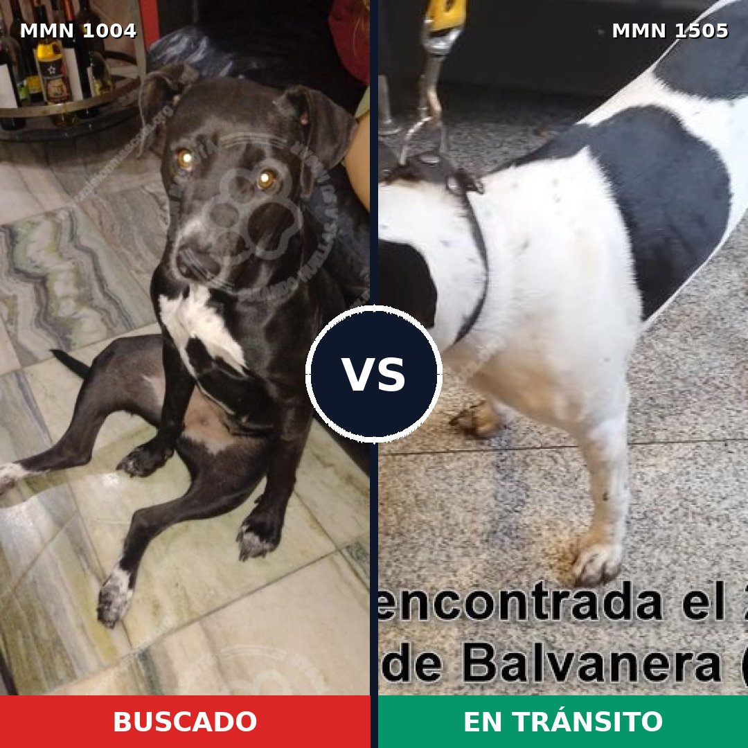 Comparativa MMS 27024: mascota perdida y mascota encontrada, 80% de similitud