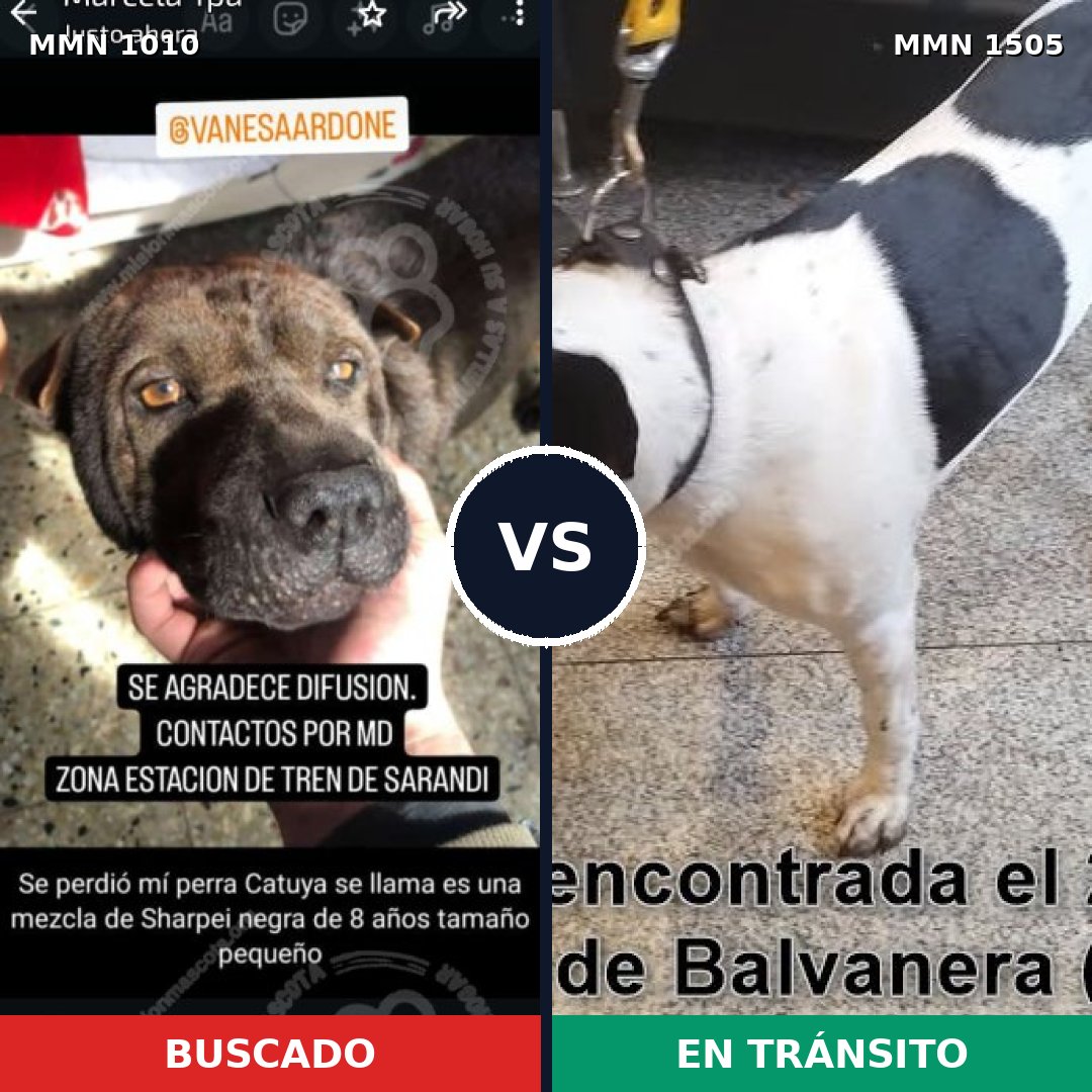 Comparativa MMS 27025: mascota perdida y mascota encontrada, 50% de similitud