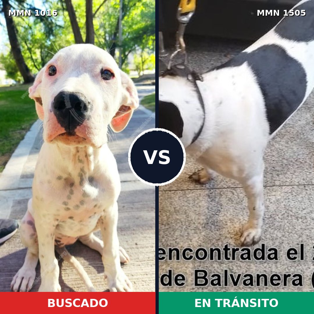 Comparativa MMS 27026: mascota perdida y mascota encontrada, 47% de similitud