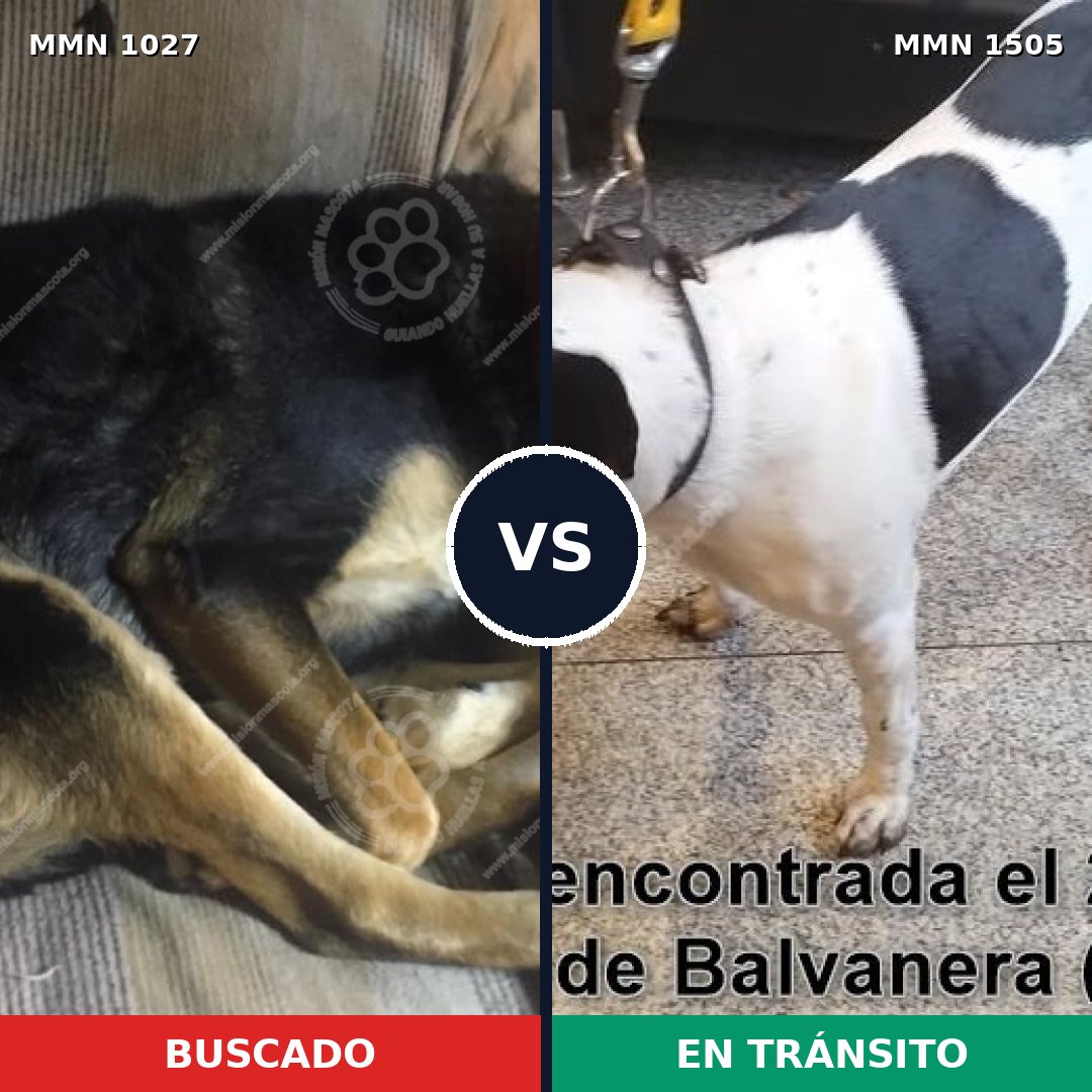 Comparativa MMS 27028: mascota perdida y mascota encontrada, 74% de similitud