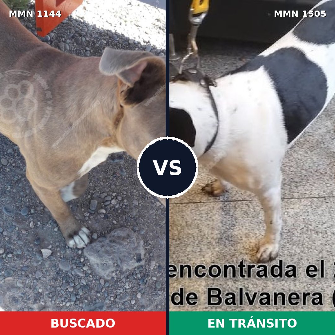 Comparativa MMS 27029: mascota perdida y mascota encontrada, 44% de similitud