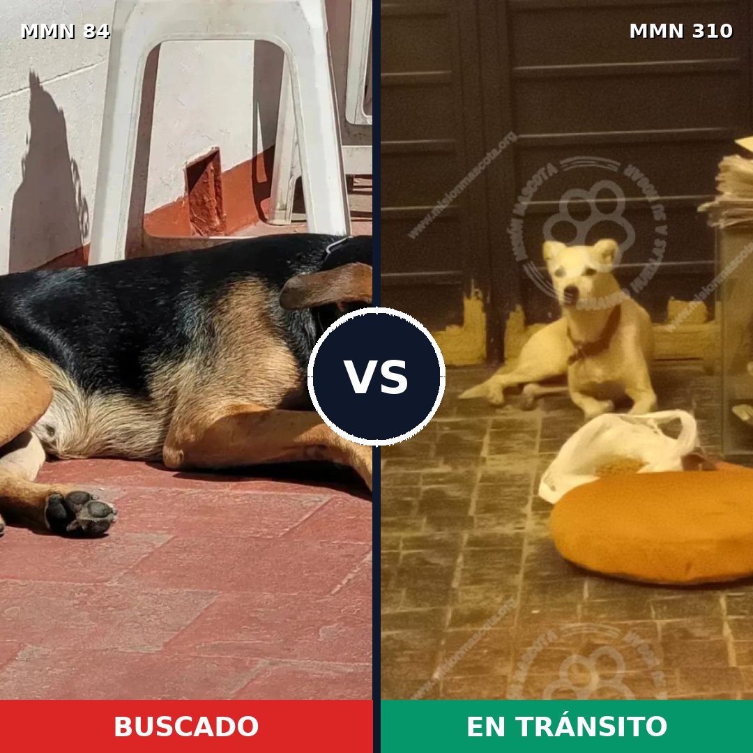 Comparativa MMS 2703: mascota perdida y mascota encontrada, 60% de similitud