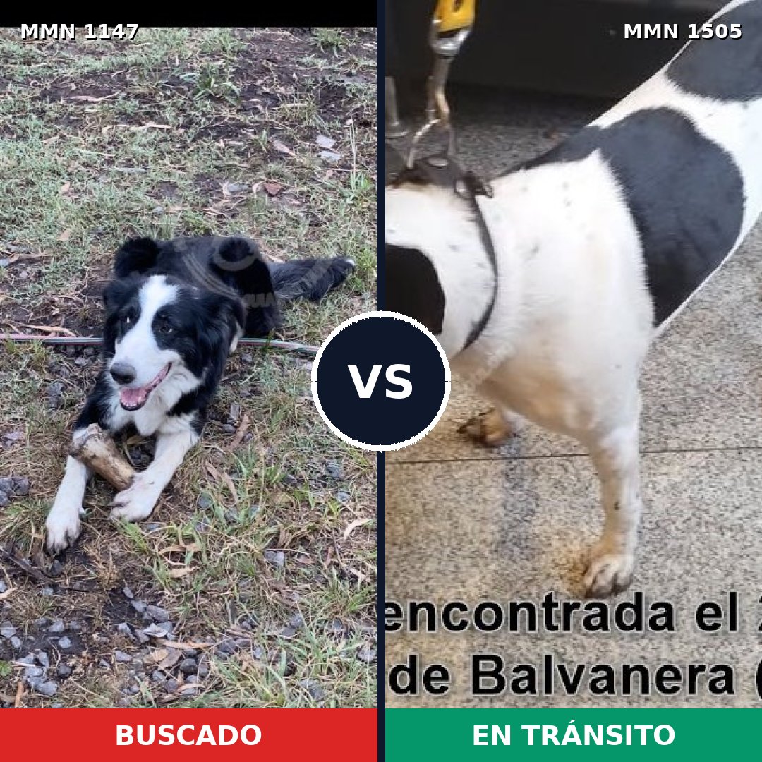 Comparativa MMS 27030: mascota perdida y mascota encontrada, 45% de similitud