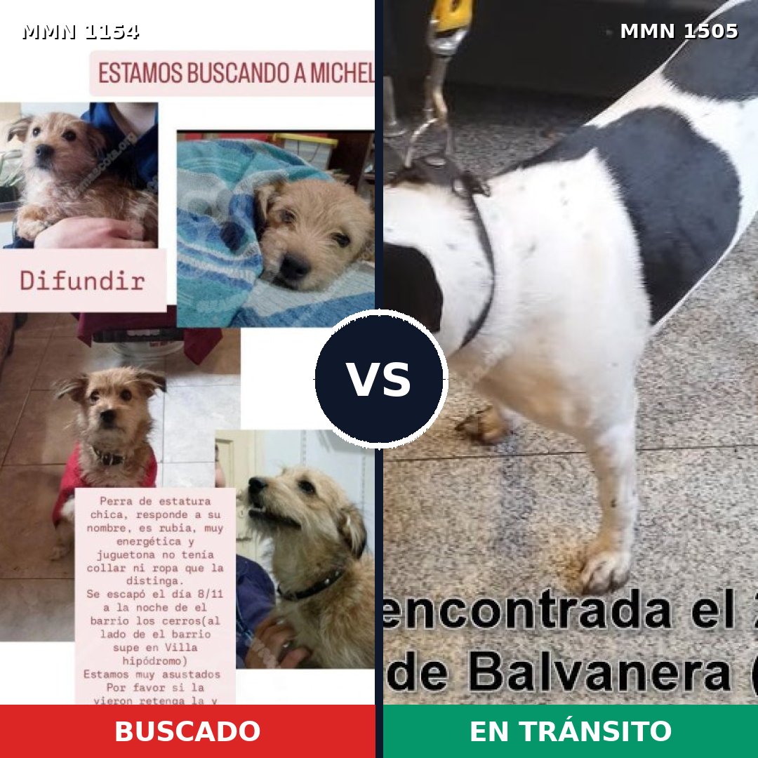 Comparativa MMS 27031: mascota perdida y mascota encontrada, 32% de similitud