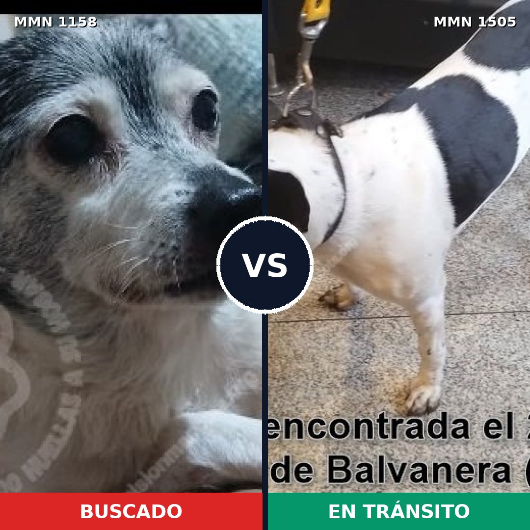 Comparativa MMS 27032: mascota perdida y mascota encontrada, 52% de similitud