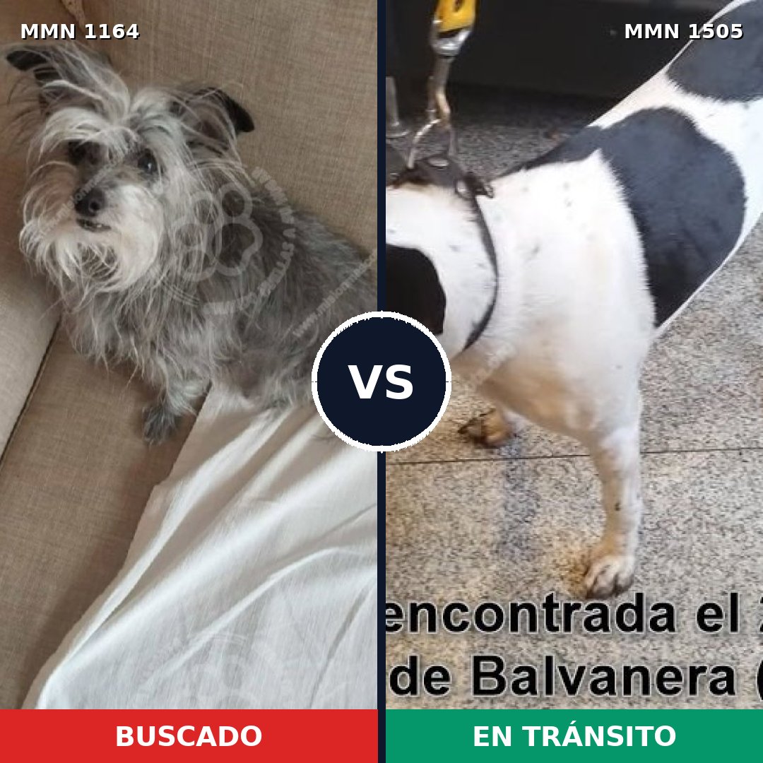 Comparativa MMS 27034: mascota perdida y mascota encontrada, 53% de similitud