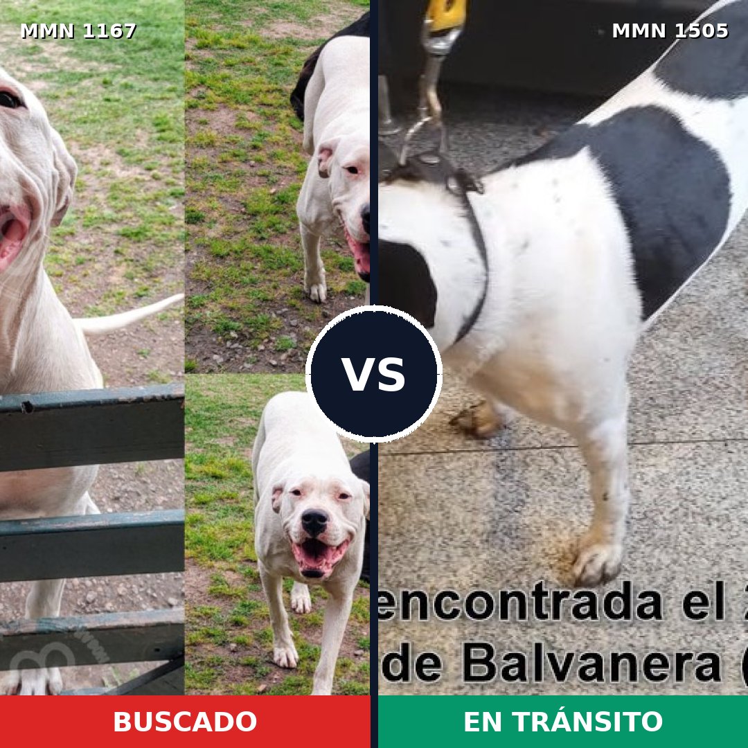 Comparativa MMS 27035: mascota perdida y mascota encontrada, 46% de similitud