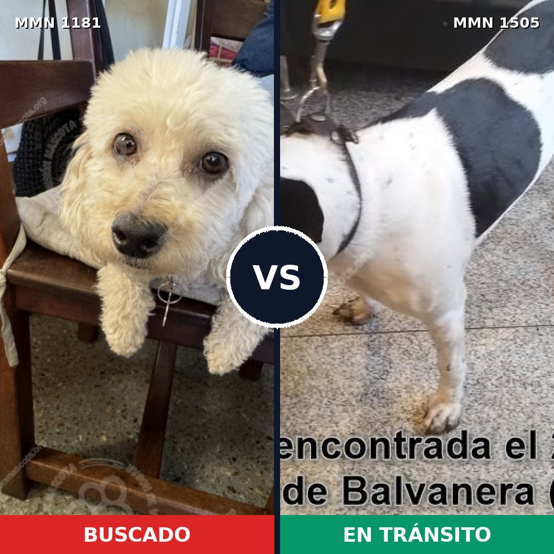 Comparativa MMS 27037: mascota perdida y mascota encontrada, 40% de similitud