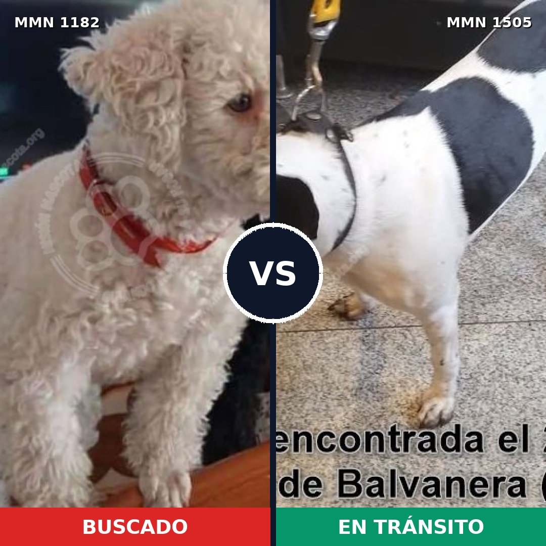 Comparativa MMS 27038: mascota perdida y mascota encontrada, 46% de similitud