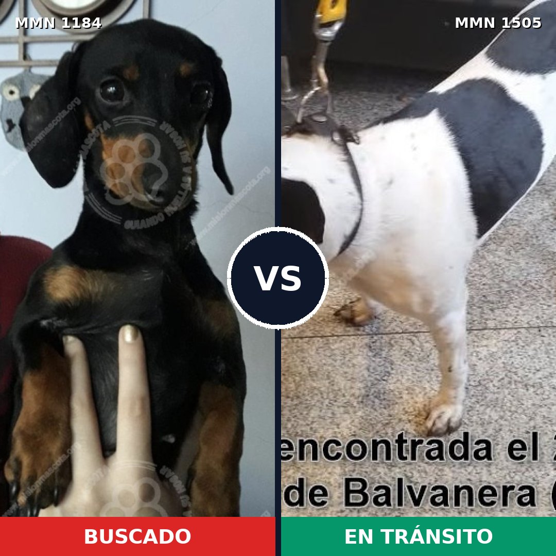 Comparativa MMS 27039: mascota perdida y mascota encontrada, 40% de similitud