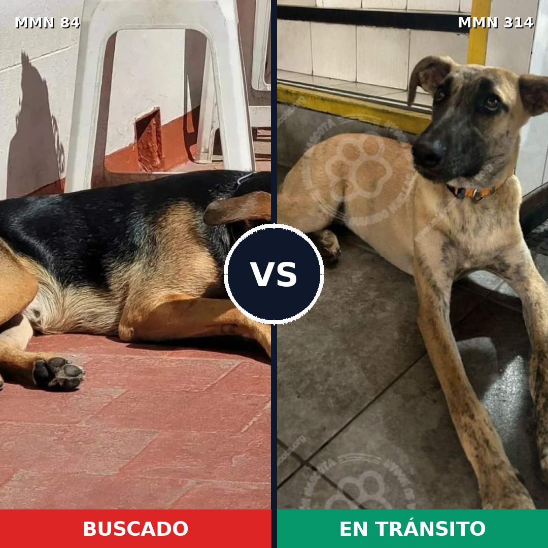Comparativa MMS 2704: mascota perdida y mascota encontrada, 73% de similitud