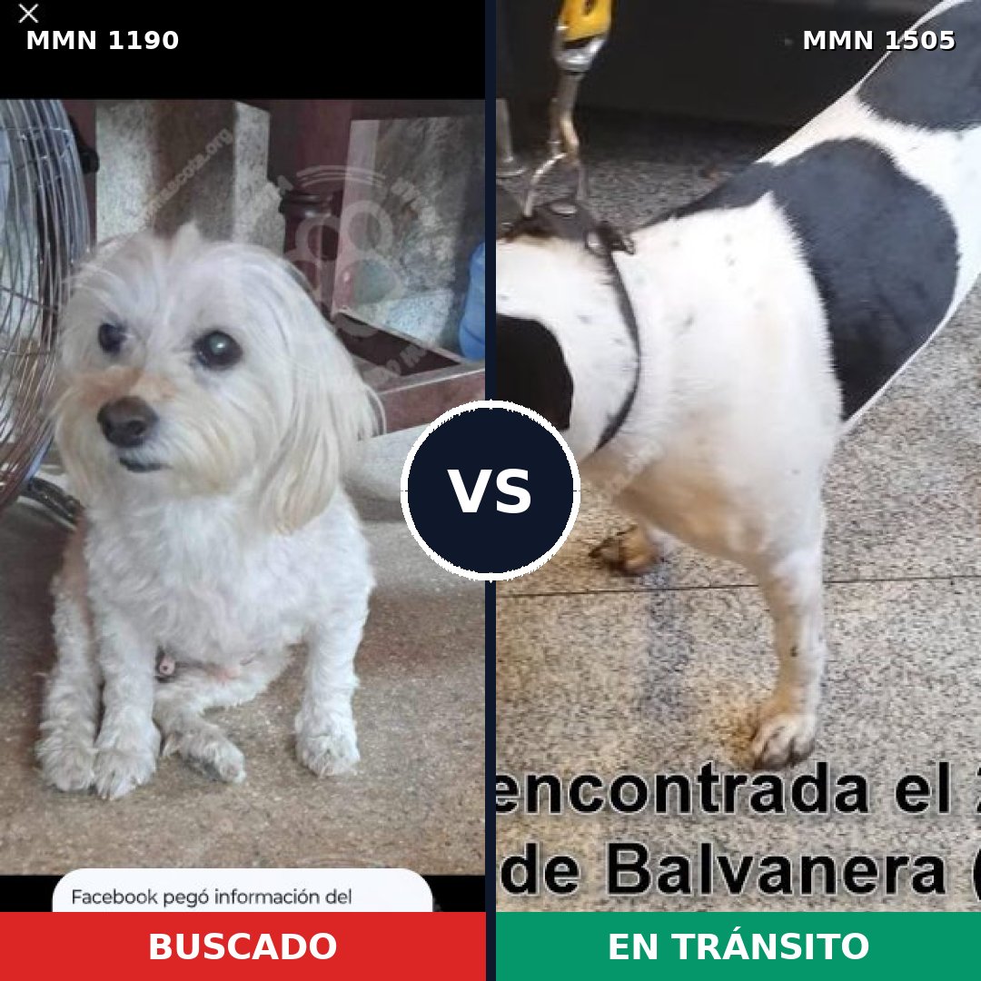 Comparativa MMS 27041: mascota perdida y mascota encontrada, 45% de similitud