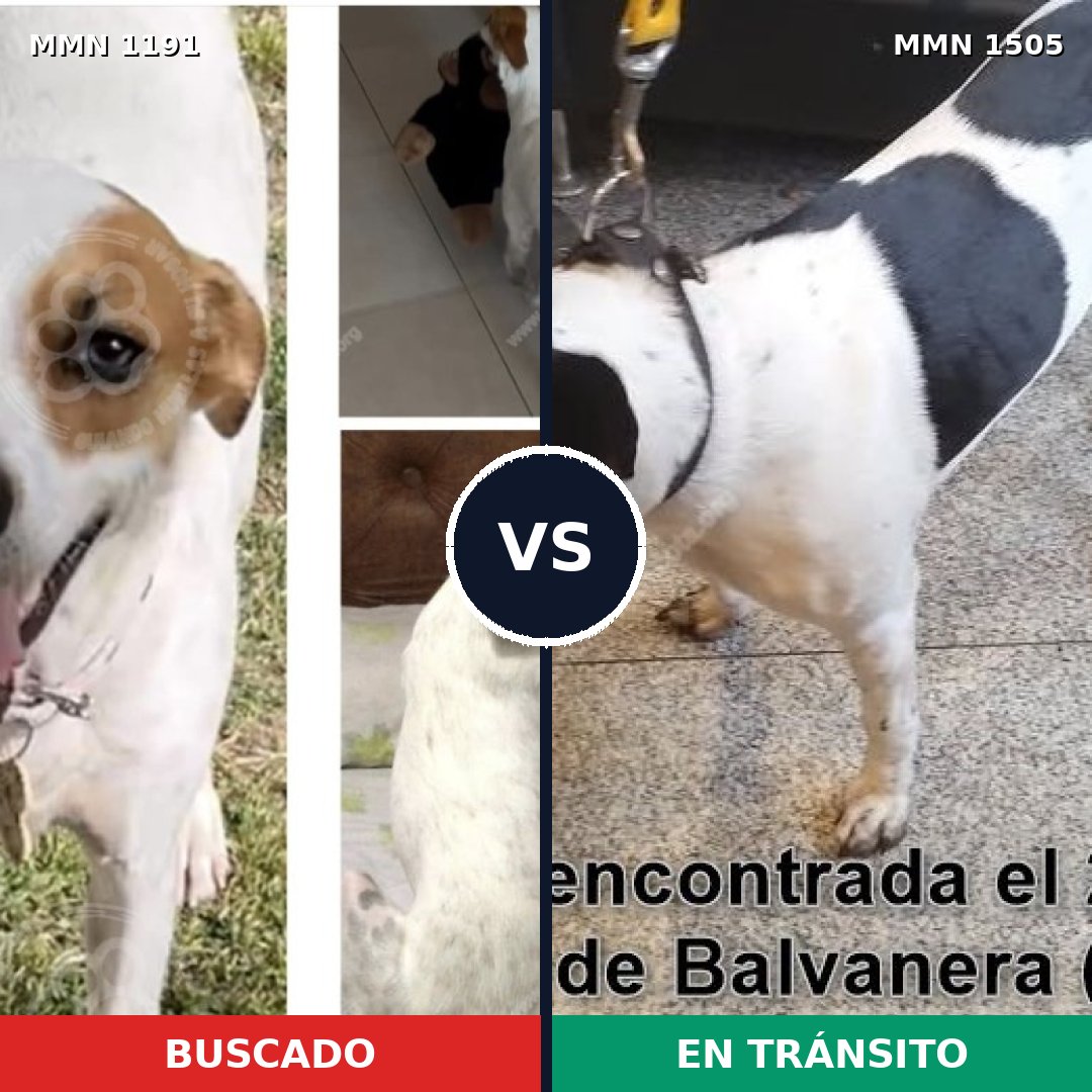 Comparativa MMS 27042: mascota perdida y mascota encontrada, 76% de similitud