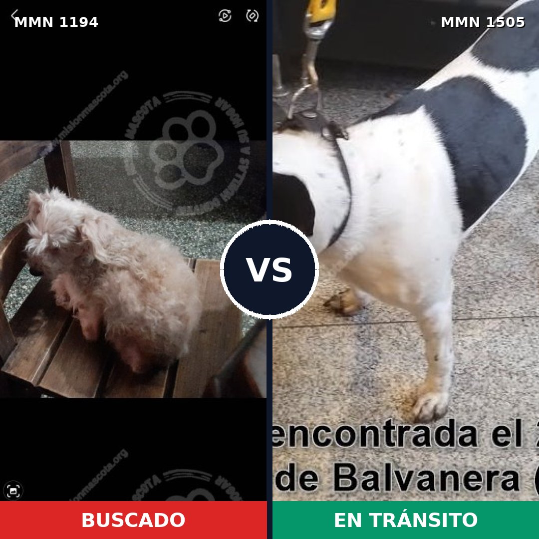 Comparativa MMS 27043: mascota perdida y mascota encontrada, 45% de similitud