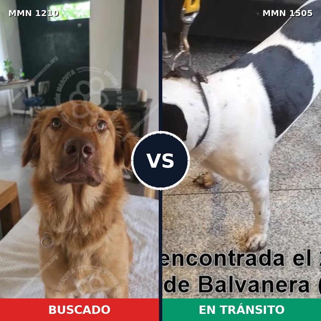 Comparativa MMS 27044: mascota perdida y mascota encontrada, 68% de similitud