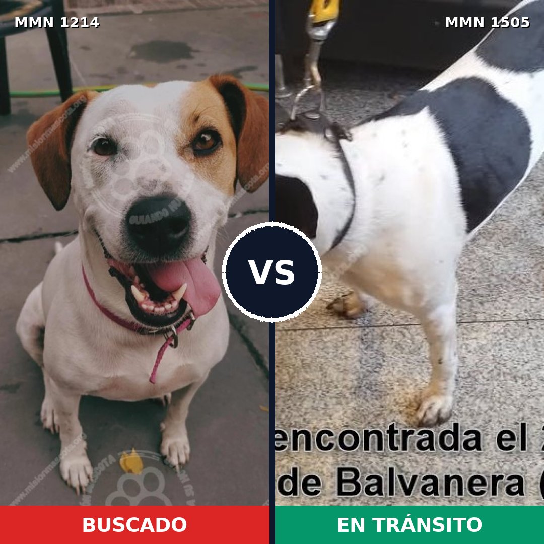 Comparativa MMS 27045: mascota perdida y mascota encontrada, 80% de similitud