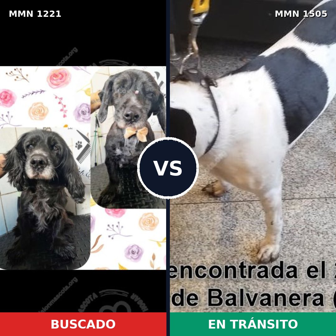 Comparativa MMS 27046: mascota perdida y mascota encontrada, 75% de similitud