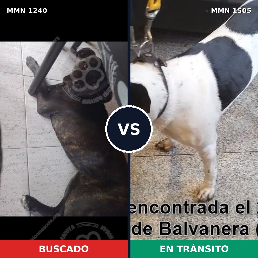 Comparativa MMS 27048: mascota perdida y mascota encontrada, 81% de similitud