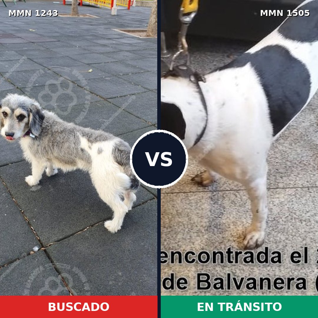 Comparativa MMS 27049: mascota perdida y mascota encontrada, 59% de similitud