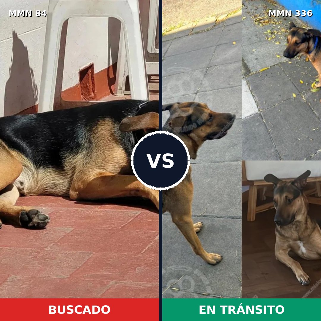 Comparativa MMS 2705: mascota perdida y mascota encontrada, 72% de similitud