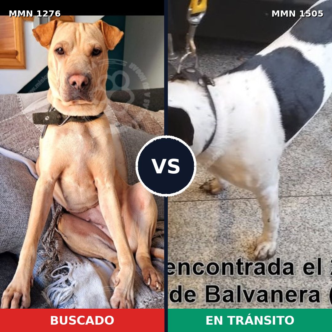 Comparativa MMS 27051: mascota perdida y mascota encontrada, 69% de similitud