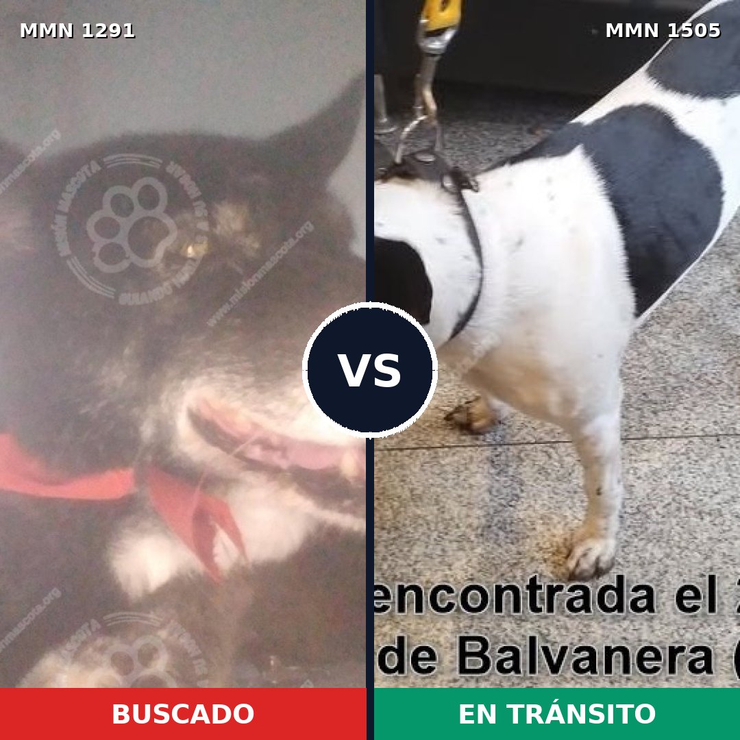 Comparativa MMS 27052: mascota perdida y mascota encontrada, 68% de similitud