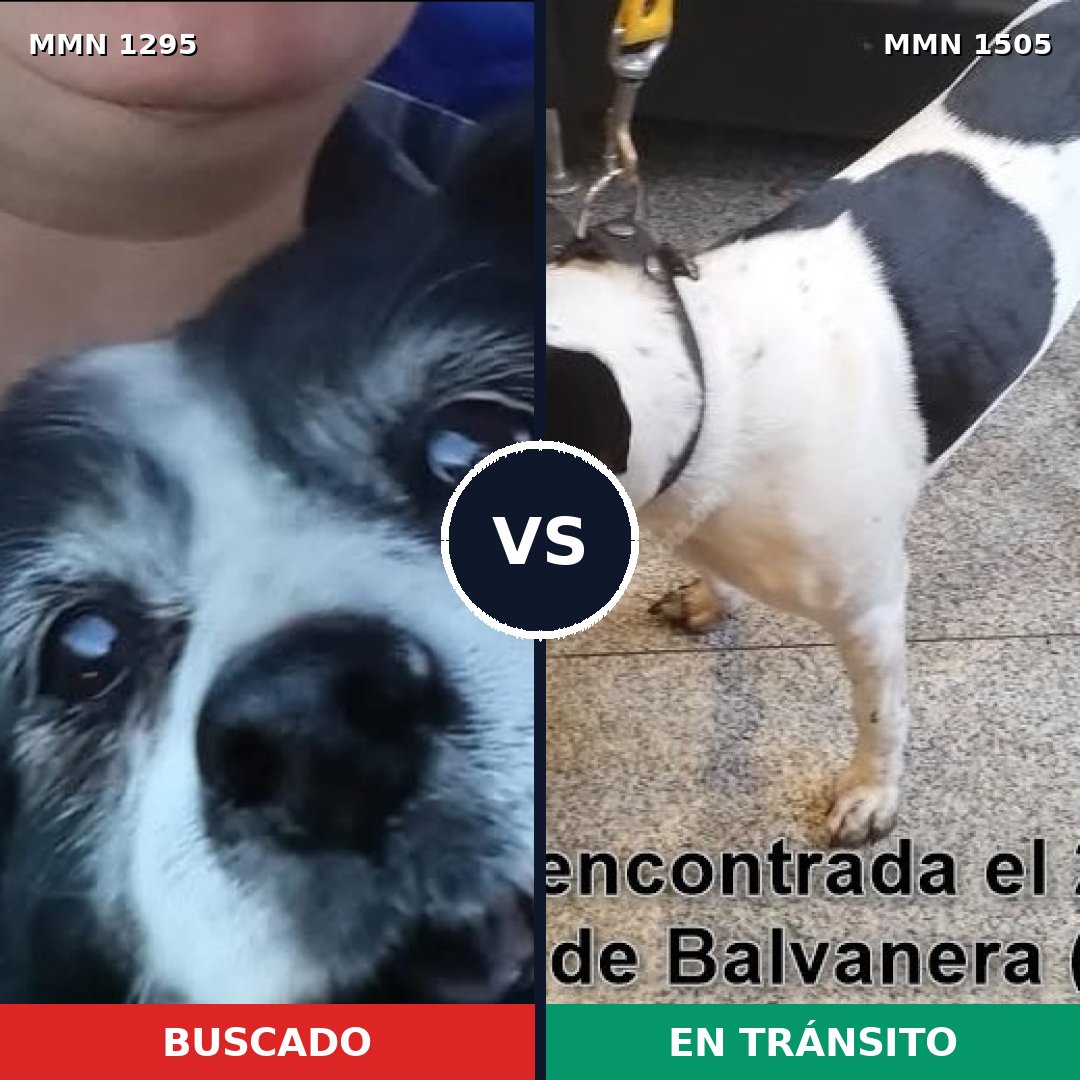 Comparativa MMS 27053: mascota perdida y mascota encontrada, 84% de similitud
