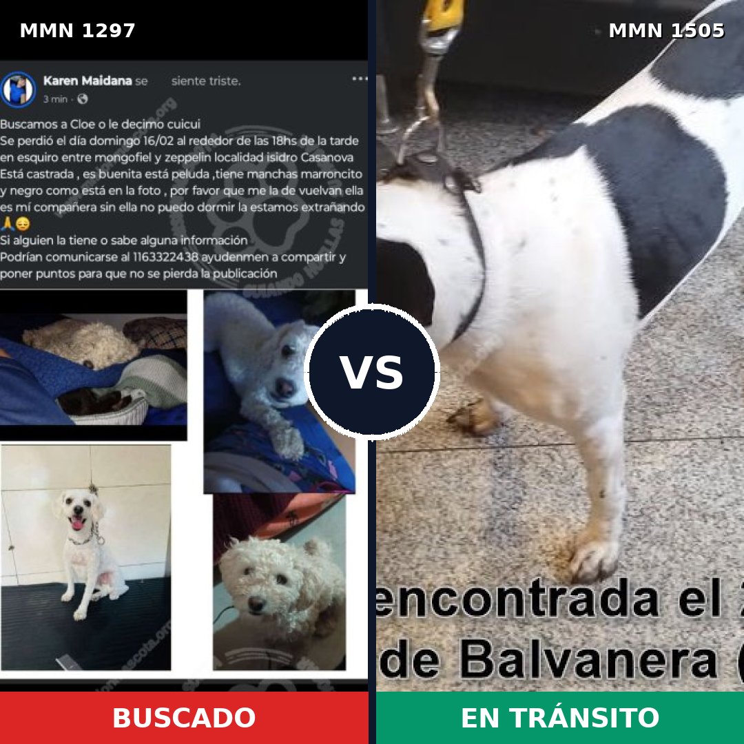 Comparativa MMS 27054: mascota perdida y mascota encontrada, 56% de similitud