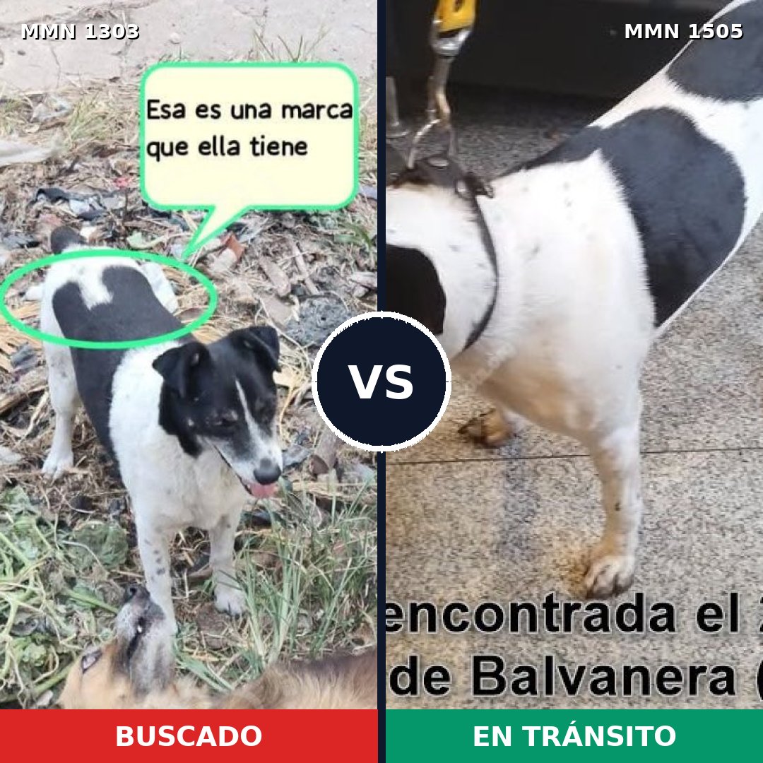 Comparativa MMS 27056: mascota perdida y mascota encontrada, 77% de similitud