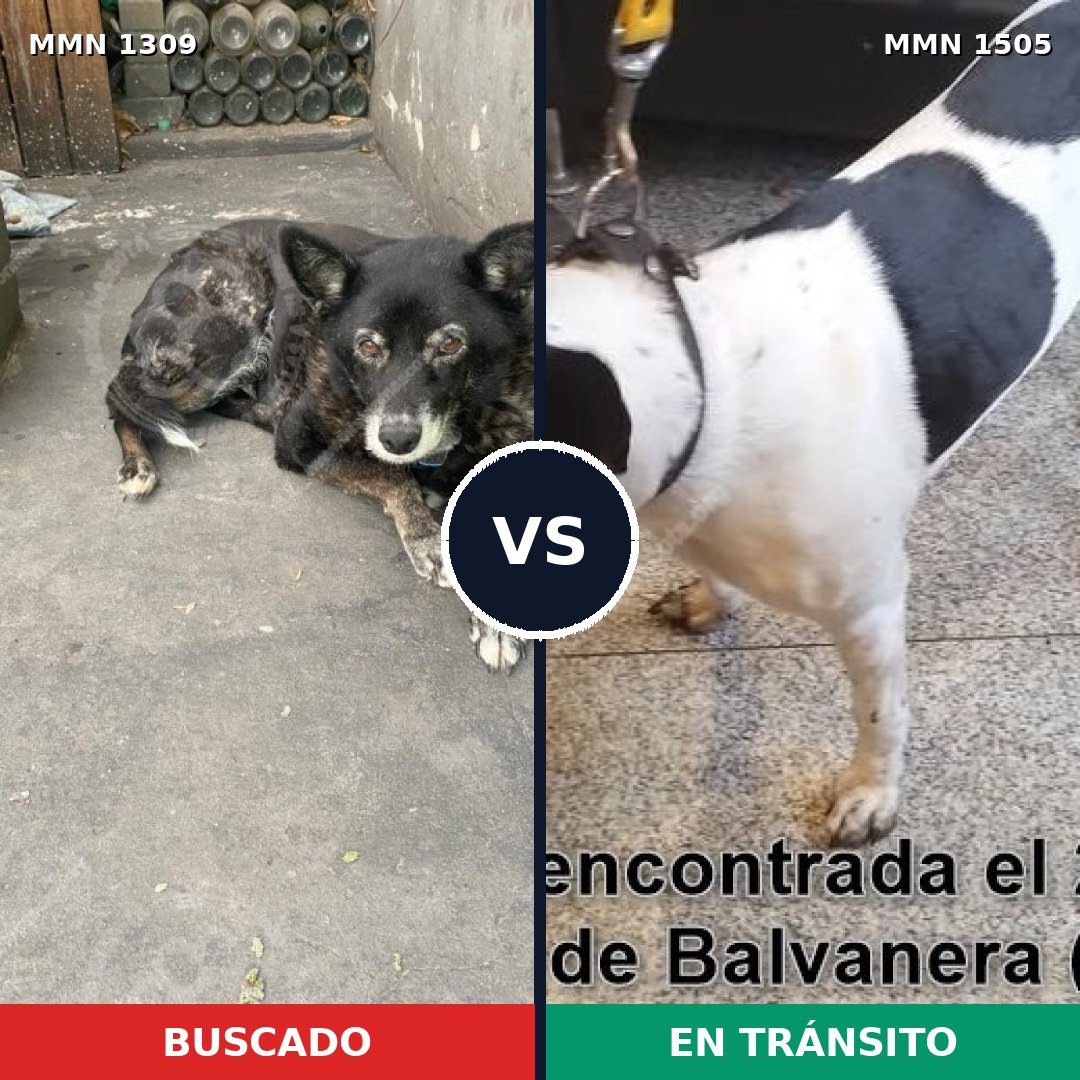 Comparativa MMS 27057: mascota perdida y mascota encontrada, 76% de similitud