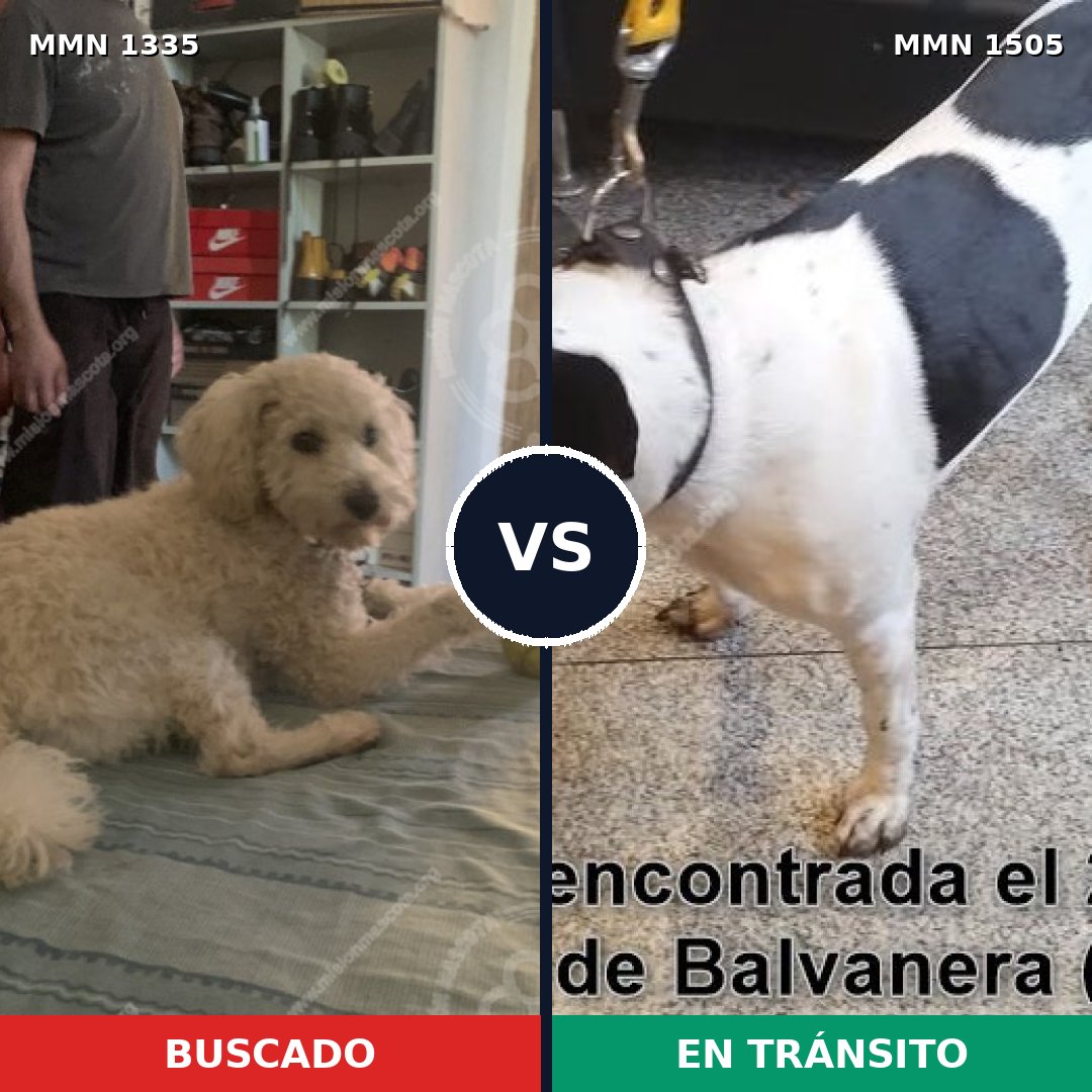 Comparativa MMS 27058: mascota perdida y mascota encontrada, 42% de similitud