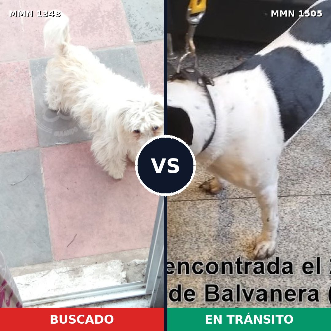 Comparativa MMS 27059: mascota perdida y mascota encontrada, 68% de similitud