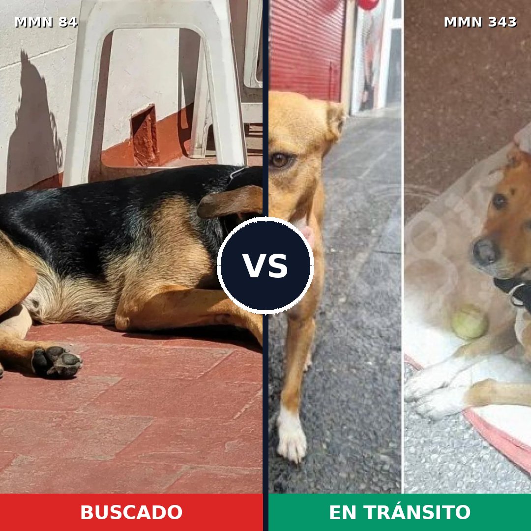 Comparativa MMS 2706: mascota perdida y mascota encontrada, 61% de similitud
