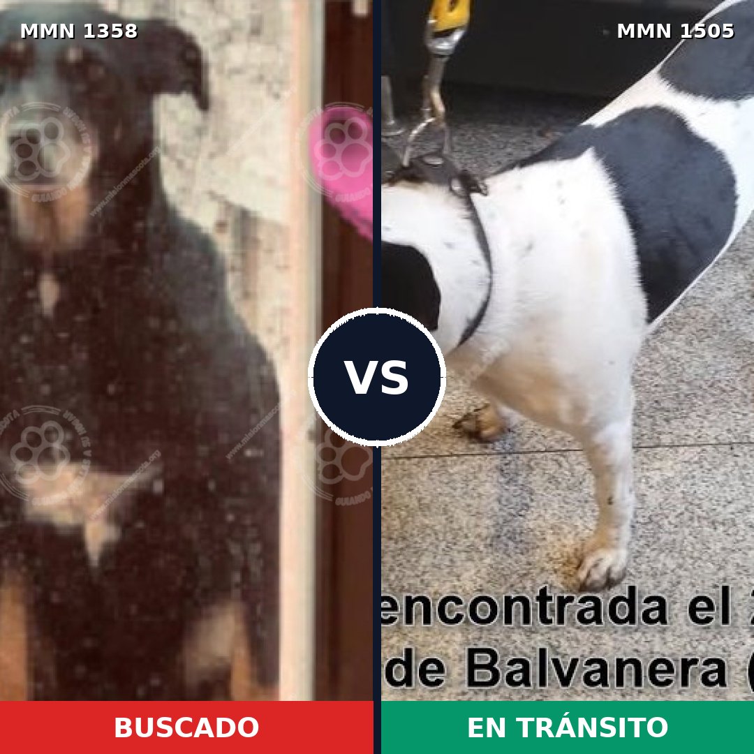 Comparativa MMS 27061: mascota perdida y mascota encontrada, 73% de similitud