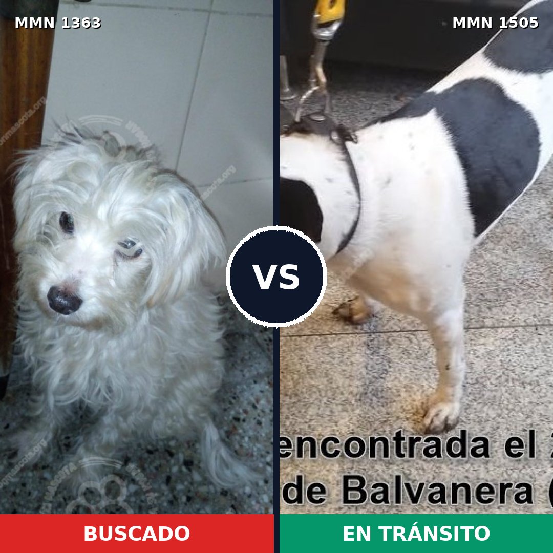 Comparativa MMS 27064: mascota perdida y mascota encontrada, 55% de similitud