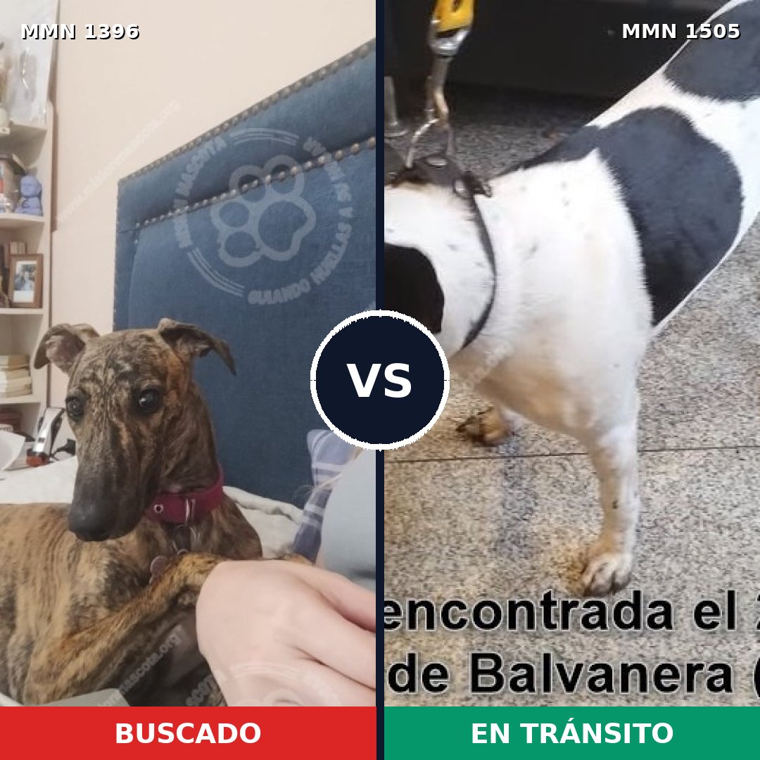 Comparativa MMS 27065: mascota perdida y mascota encontrada, 33% de similitud