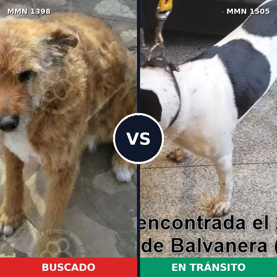 Comparativa MMS 27066: mascota perdida y mascota encontrada, 73% de similitud