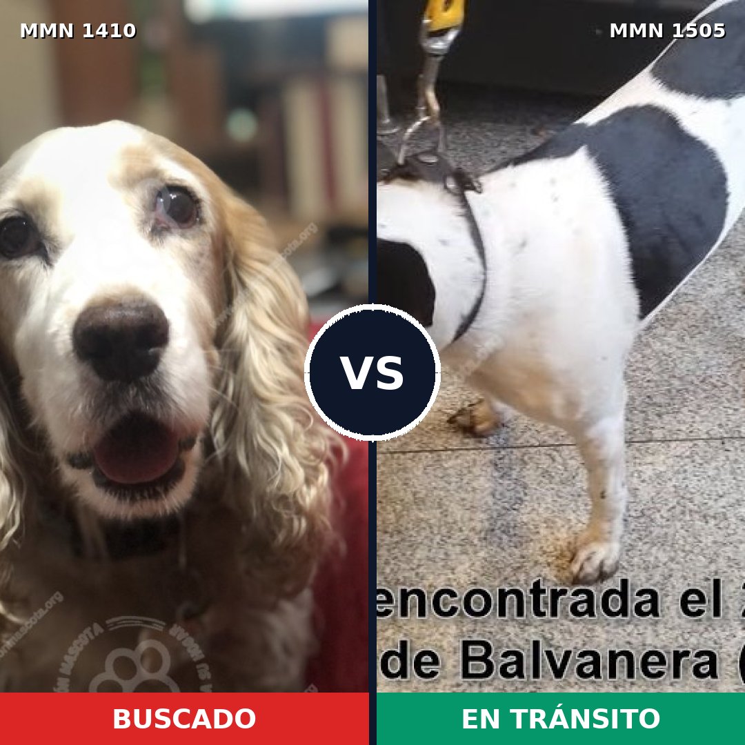 Comparativa MMS 27067: mascota perdida y mascota encontrada, 60% de similitud