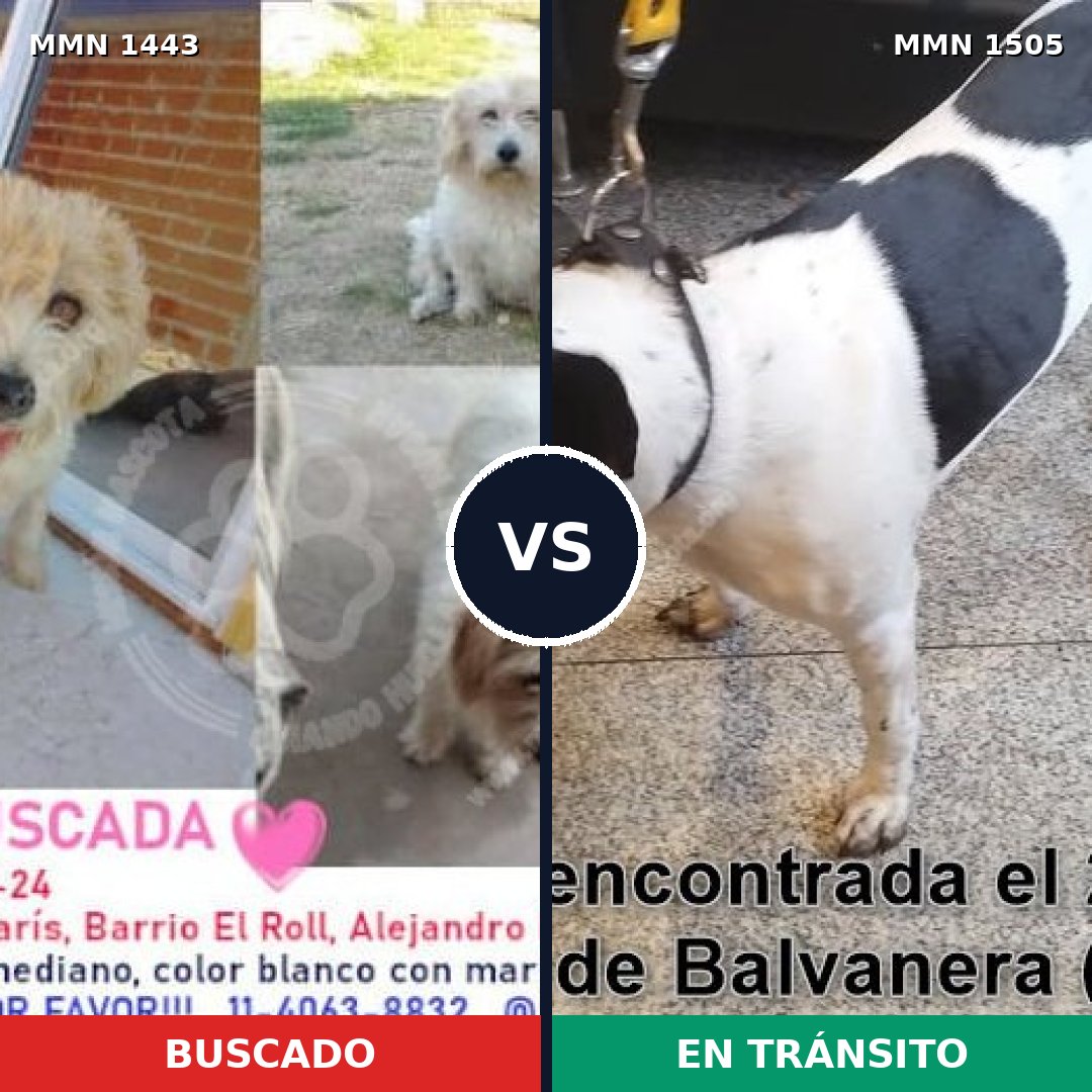 Comparativa MMS 27068: mascota perdida y mascota encontrada, 78% de similitud