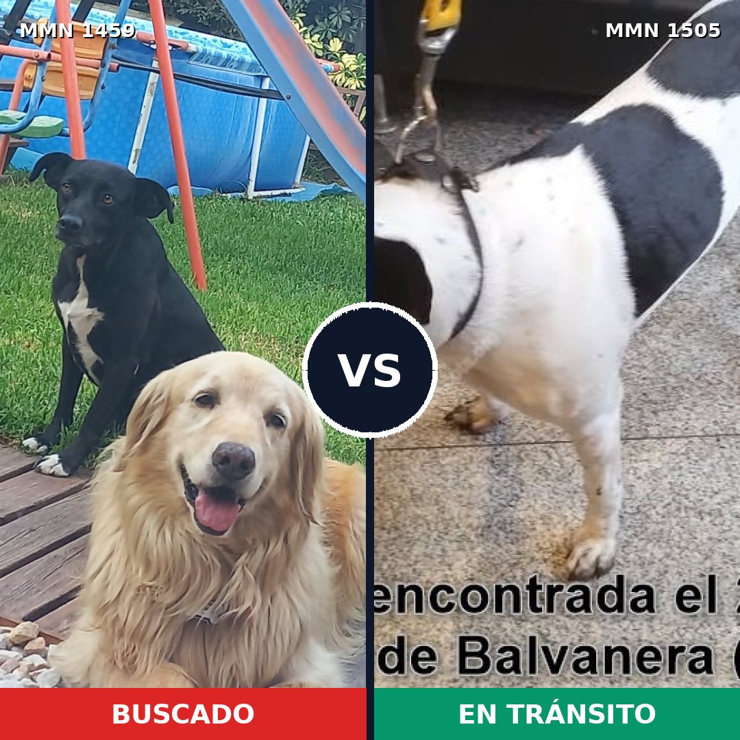 Comparativa MMS 27069: mascota perdida y mascota encontrada, 36% de similitud