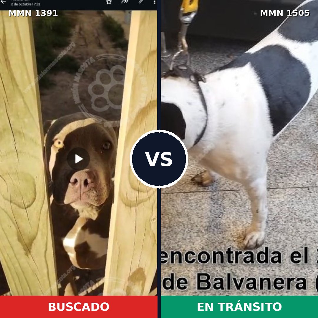 Comparativa MMS 27070: mascota perdida y mascota encontrada, 46% de similitud