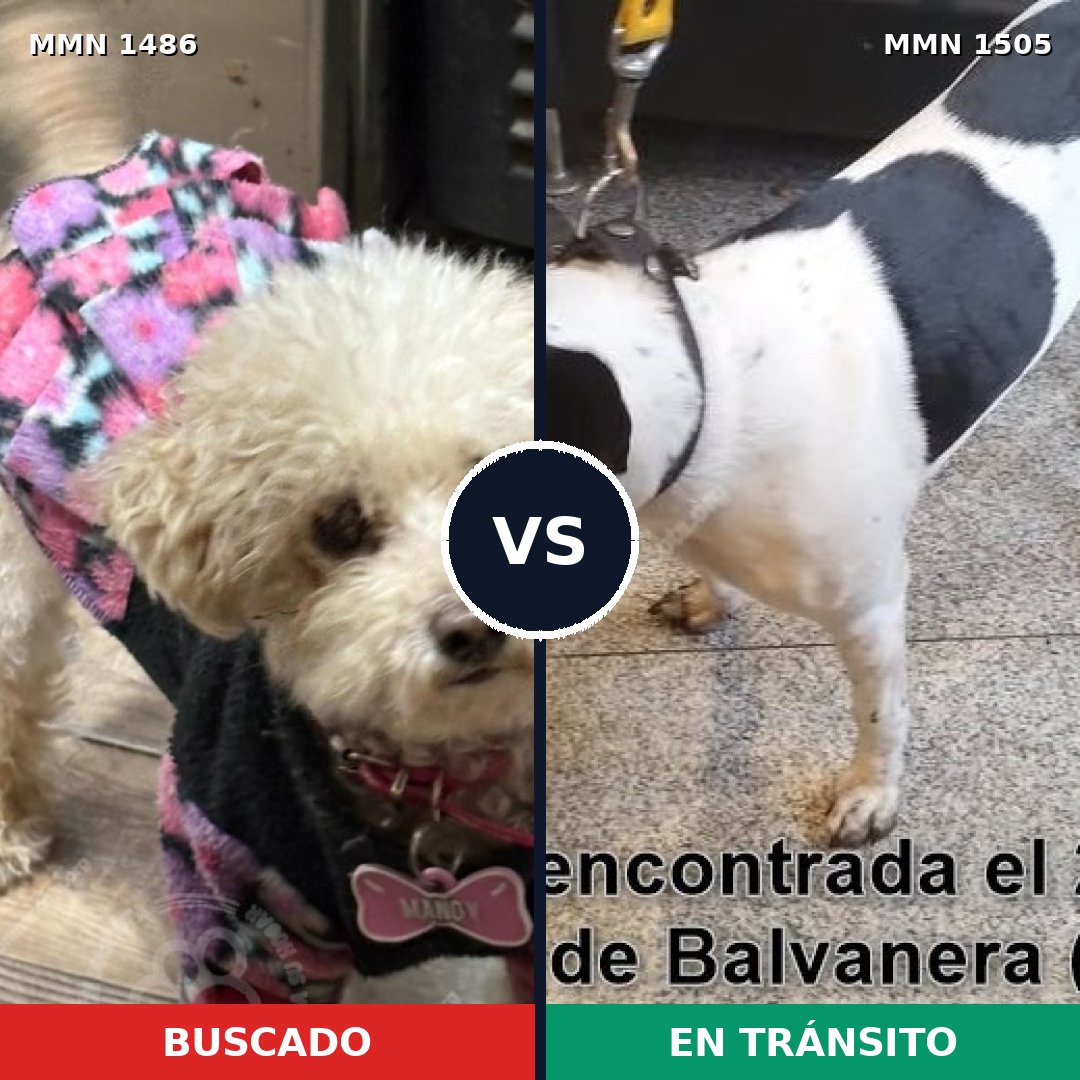 Comparativa MMS 27072: mascota perdida y mascota encontrada, 22% de similitud